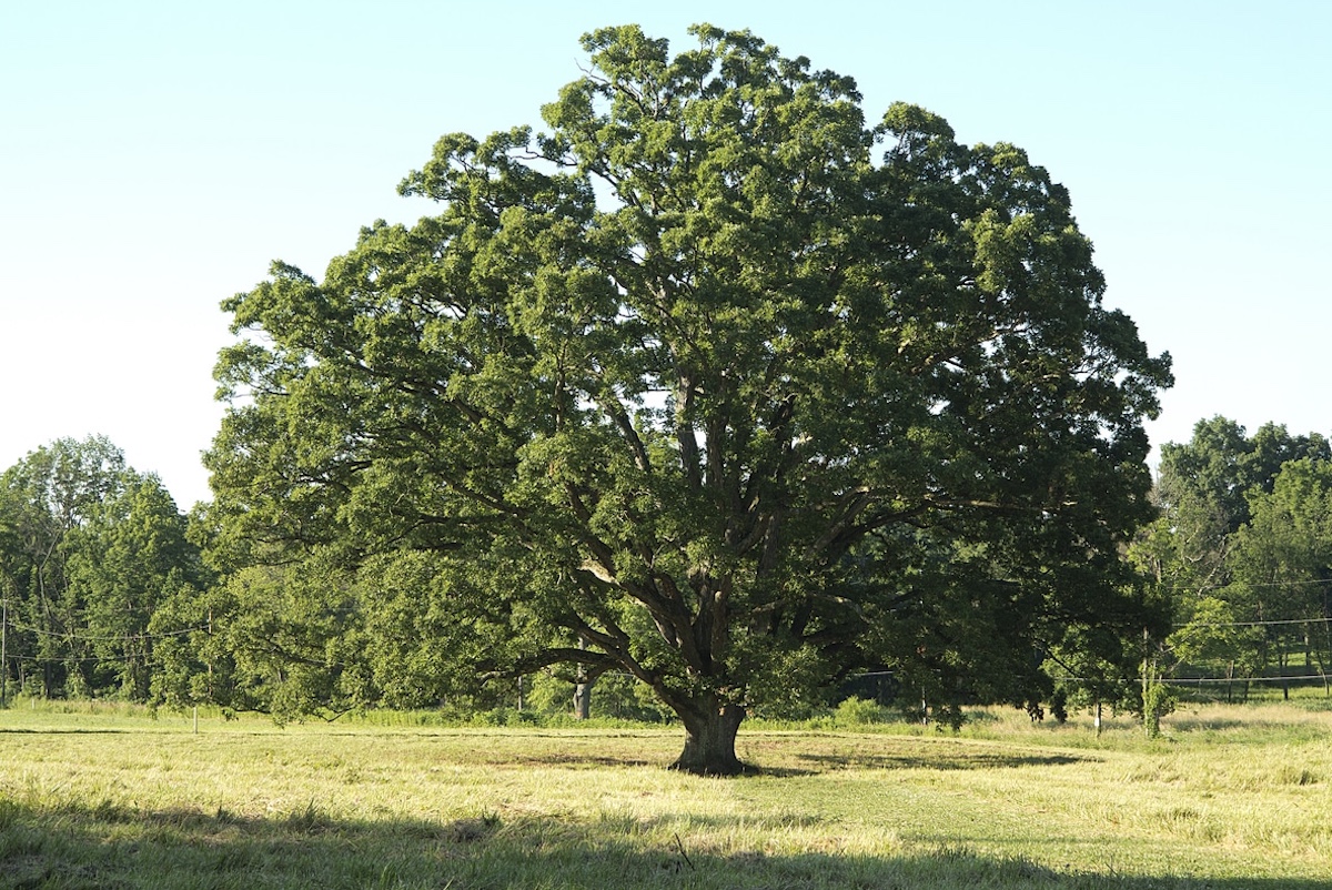 The Dangers of Overgrown Trees and How to Fix Them hero image