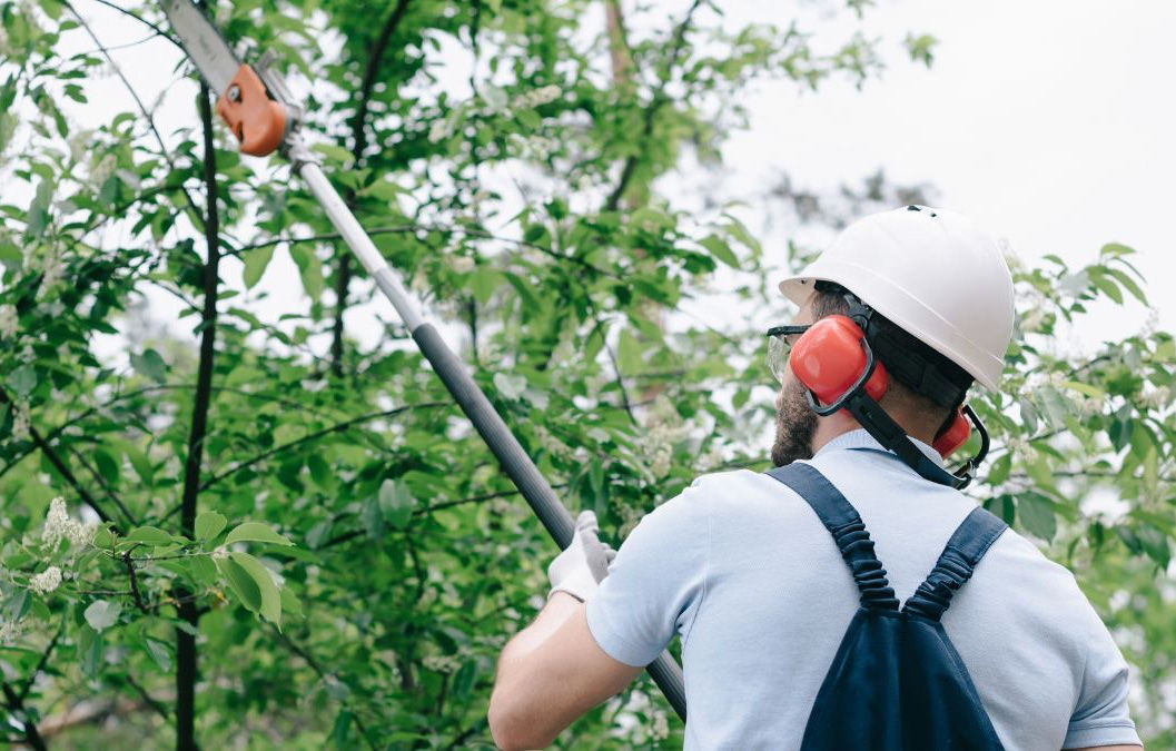 Preparing Your Trees for Winter: Tips for Homeowners hero image