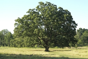 blog image The Dangers of Overgrown Trees and How to Fix Them