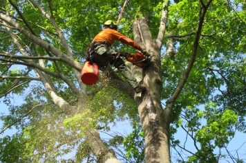 blog image Why Regular Tree Trimming is Essential for Your Property