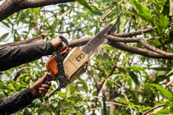 Tree Trimming & Pruning service image