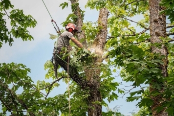 blog image Top 5 Signs Your Tree Needs Professional Removal