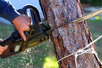 blog image Why You Should Never Attempt DIY Tree Removal