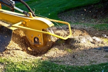 Stump Grinding & Removal service image