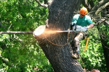 Tree Removal service image