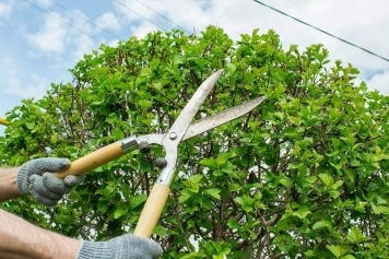 blog image Understanding Tree Pruning: Best Practices for Healthy Growth