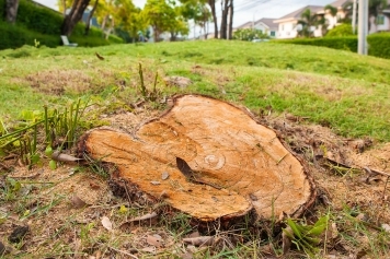 blog image Stump Removal vs. Stump Grinding: Which Is Best for Your Yard?