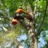 Why Regular Tree Trimming is Essential for Your Property related image