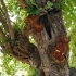 How to Spot and Prevent Common Tree Diseases related image