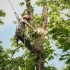 Top 5 Signs Your Tree Needs Professional Removal related image