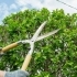 Understanding Tree Pruning: Best Practices for Healthy Growth related image