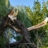 The Importance of Emergency Tree Services After a Storm sidebar image