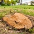 Stump Removal vs. Stump Grinding: Which Is Best for Your Yard? related image