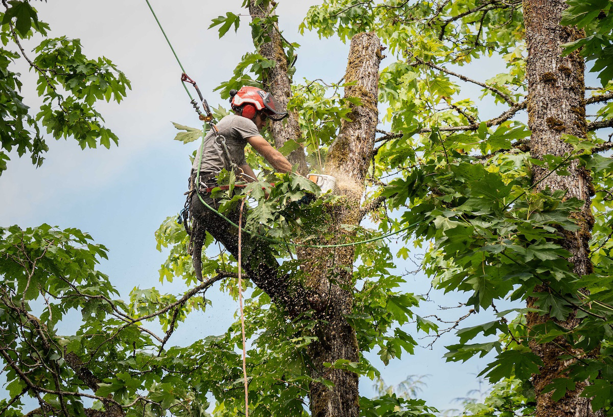 Top 5 Signs Your Tree Needs Professional Removal hero image