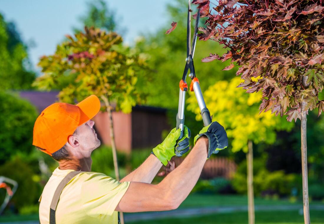 How Tree Care Can Increase Your Property Value hero image