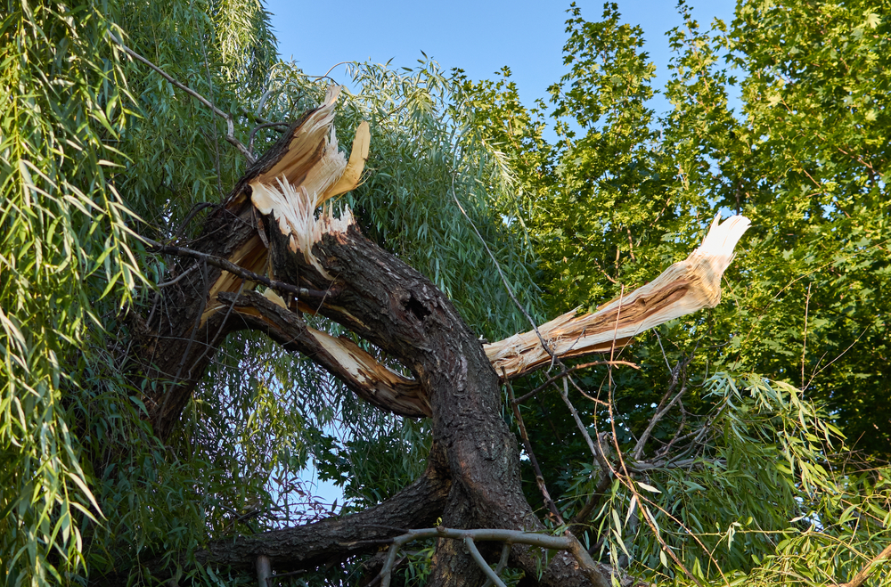 The Importance of Emergency Tree Services After a Storm hero image