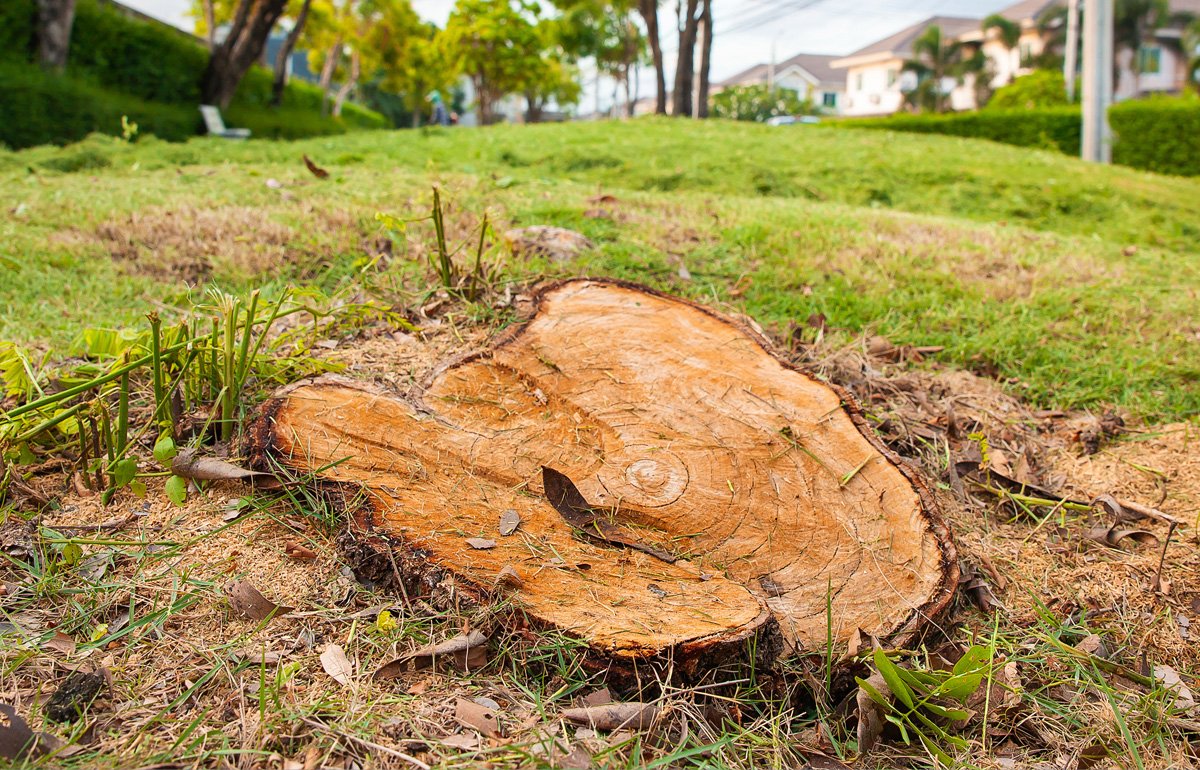 Stump Removal vs. Stump Grinding: Which Is Best for Your Yard? hero image